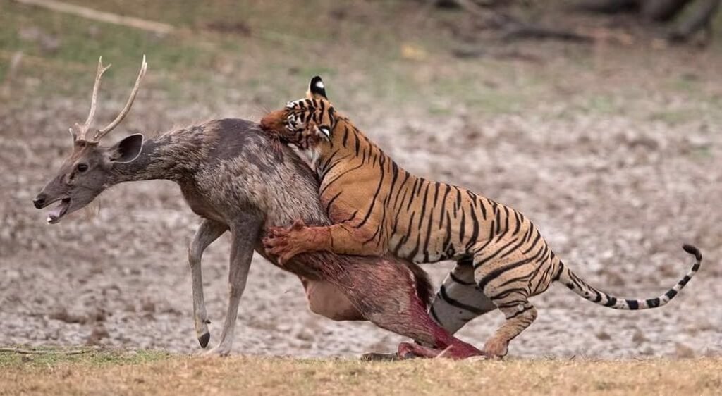 tiger in ranthambore national park