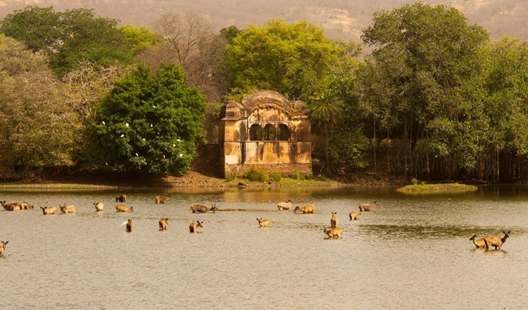 ranthambore safari zones map padam talab